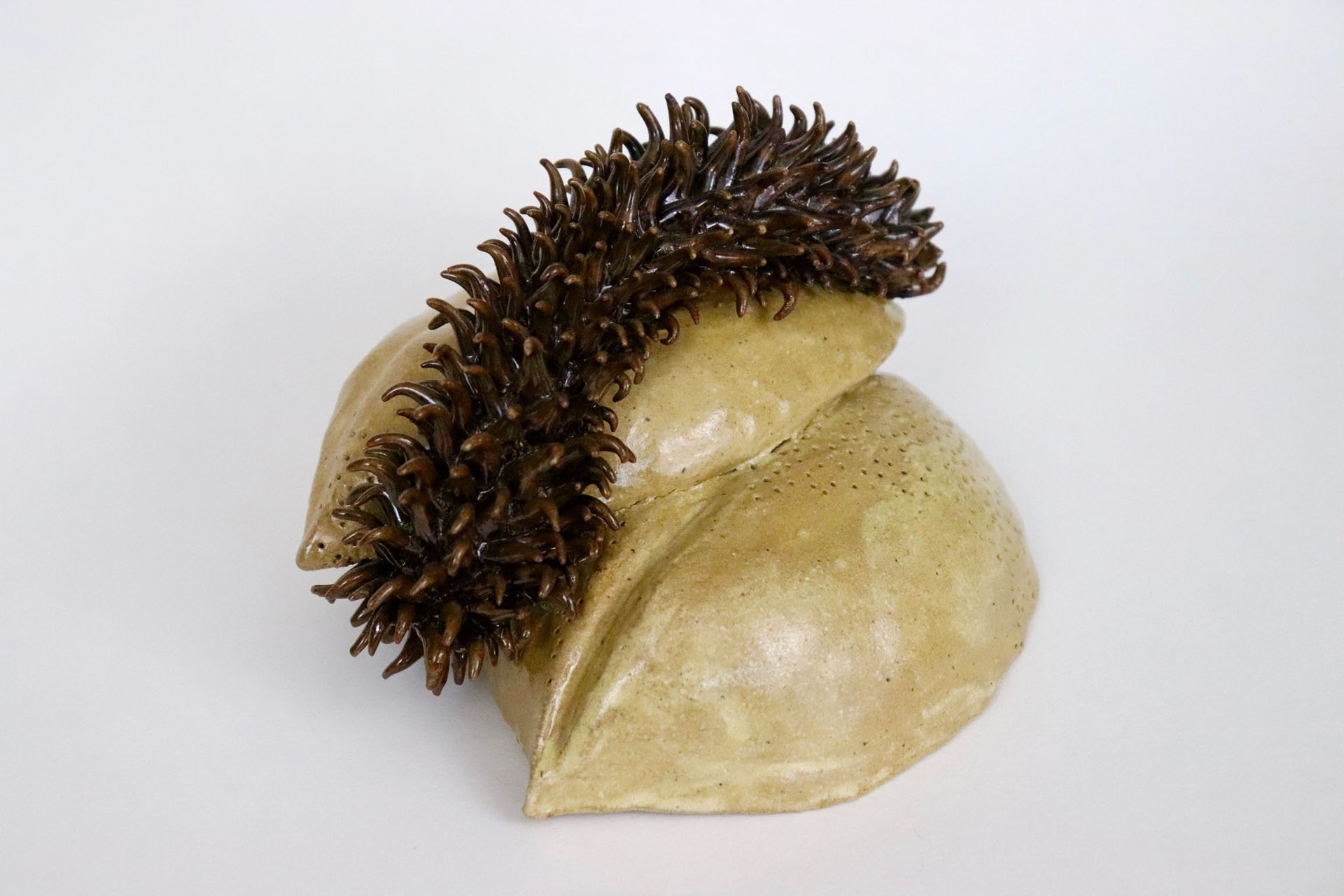 Seed Pod, 2019