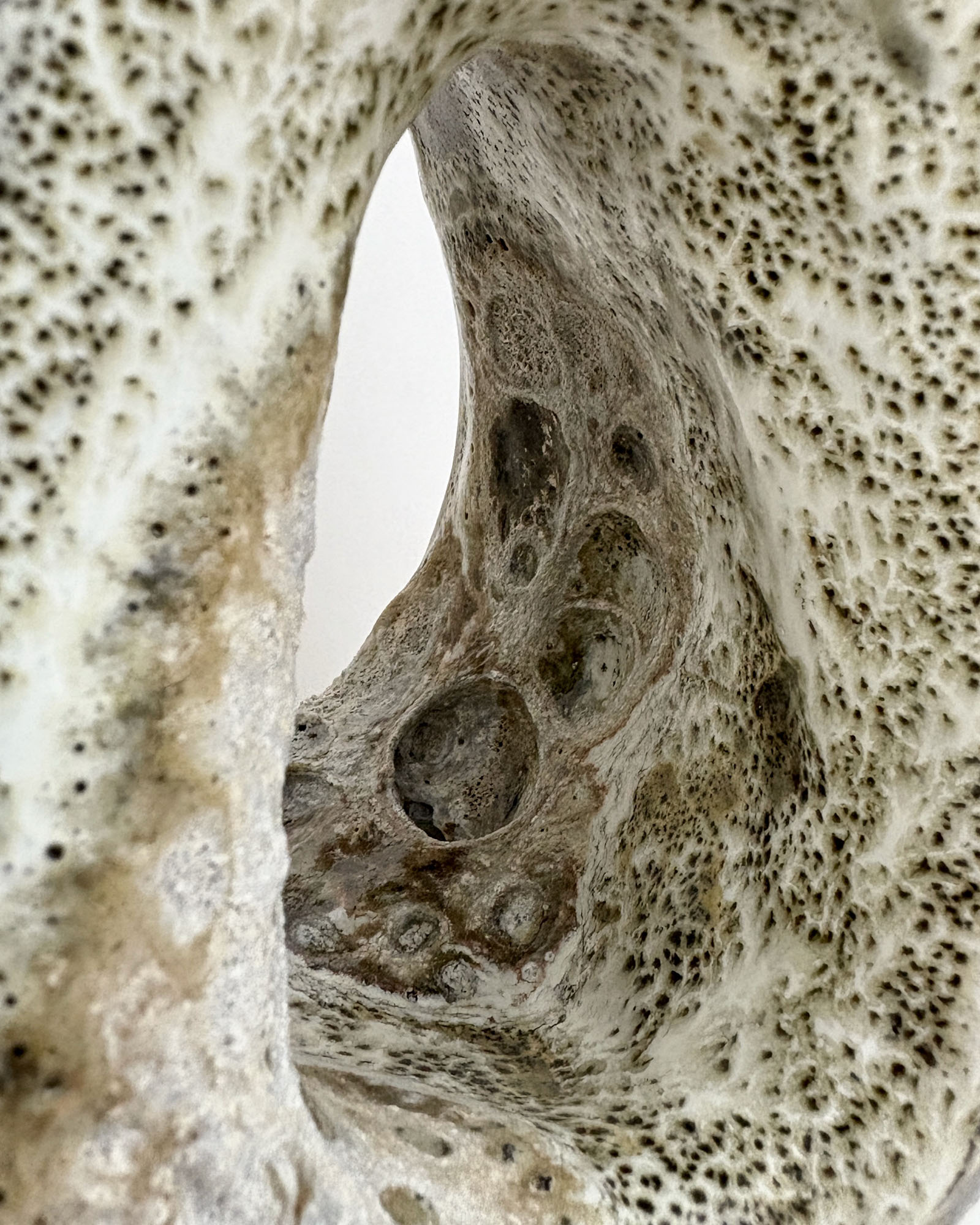 Botanical Mildew