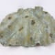 Fossilized Undergrowth