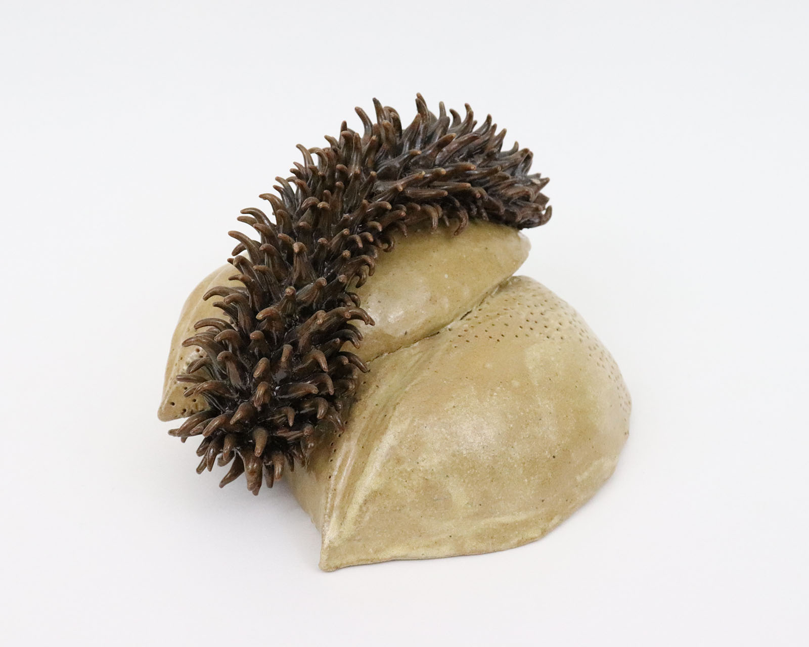 Seed Pod #1