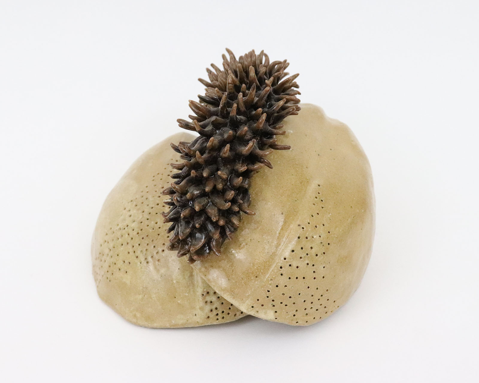 Seed Pod #1