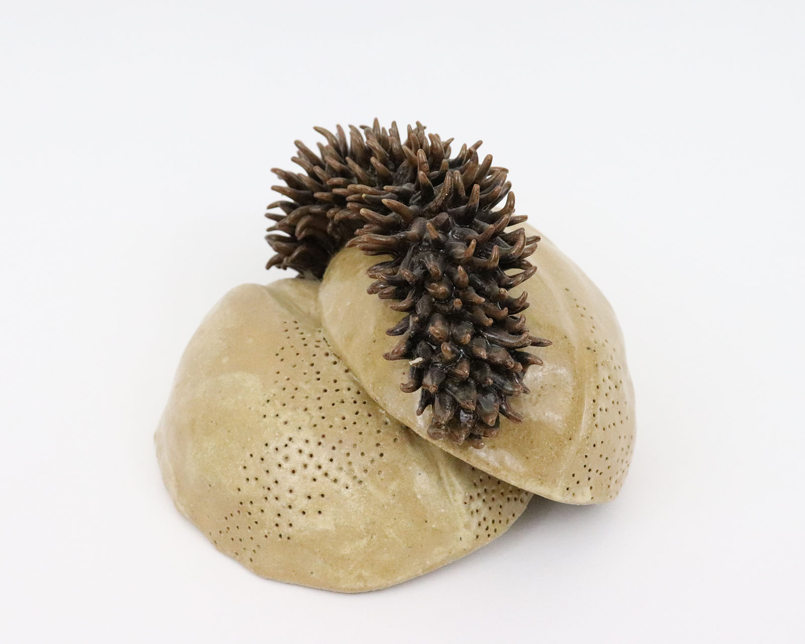 Seed Pod #1