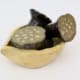 Seed Pod #2