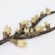 Seed Pod #3